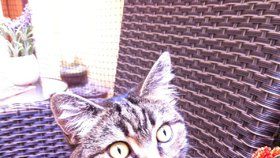 Kočka kavárenská: Novou rasu uvidíte na Žižkově, Karlíně a Smíchově