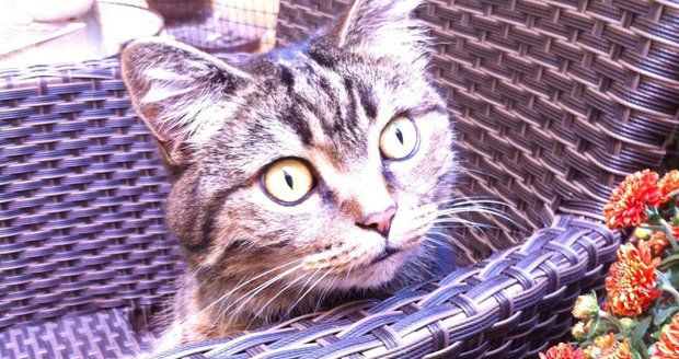 Kočka kavárenská: Novou rasu uvidíte na Žižkově, Karlíně a Smíchově