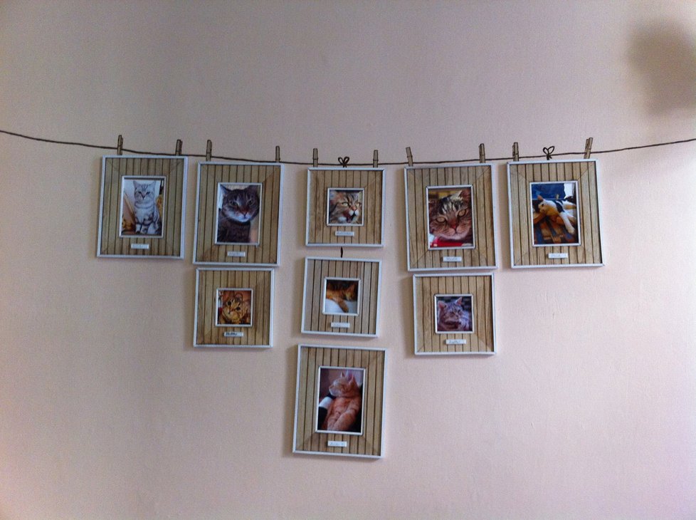 Fotky všech koček v kočičí kavárně na Smíchově