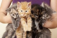 Horor! Desítky koček tyranizují pražský dům, zoufalí nájemníci volají o pomoc