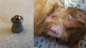 Kočky střílí speciálně upraveným střelivem v centru Hodonína neznámý lump. Jednu v sobotu zabil, dvě další pár dní předtím zmrzačil.