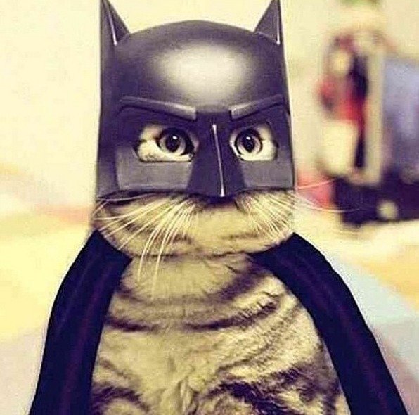 Batman (nebo Catman?)