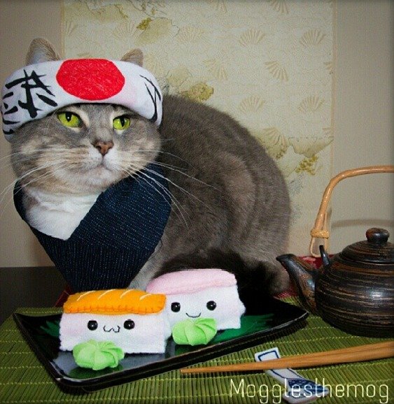 Kočičí sushi