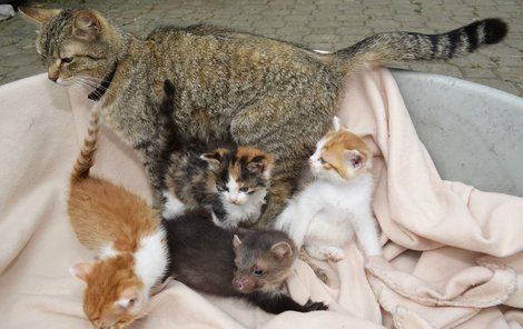 Kočka Číča Navarra měla koťátka a mládě kuny přijala za své.