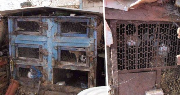 Dům hrůzy v Miloticích: Kočičí babka drží desítky zvířat v králíkárnách plných výkalů 