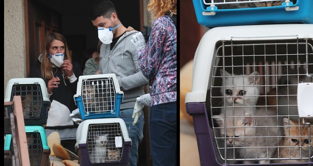 Veterináři zabavili „kočičí mámě“ desítky zvířat. Její byt byl plný výkalů a nepořádku
