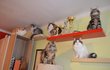 Vyfotit všem osm koček najednou je nemožné. Milují výšky.