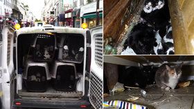 V pařížském bytě se našlo 130 koček.
