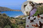 V Řecku hledají člověka, který bude pečovat o kočky.