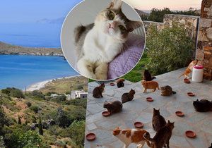 V Řecku hledají člověka, který bude pečovat o kočky.