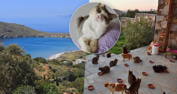 Práce snů pro milovníky zvířat: V Řecku hledají někoho, kdo se postará o 55 koček!