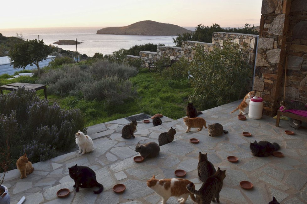 V Řecku hledají člověka, který bude pečovat o 55 koček.