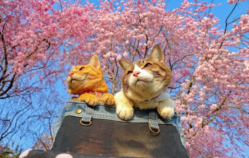 Kočky Fuku-Chan a Daikichi už se svým páníčkem procestovaly téměř celé Japonsko.
