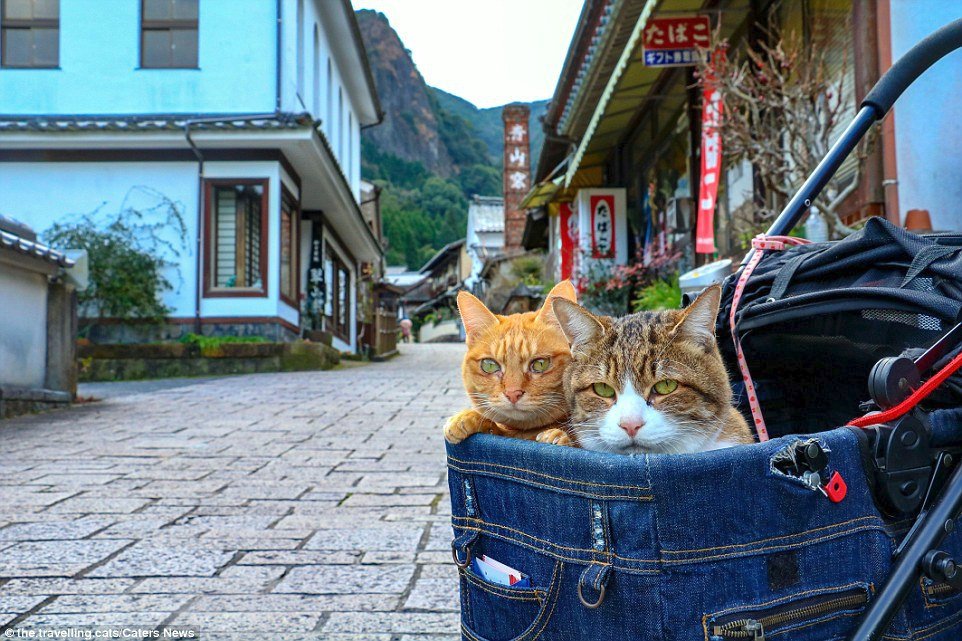 Kočky Fuku-Chan a Daikichi už se svým páníčkem procestovaly téměř celé Japonsko.