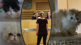 Soud uložil Barboře N. několikaletý podmíněný trest za týrání koček. (1. srpen 2022)