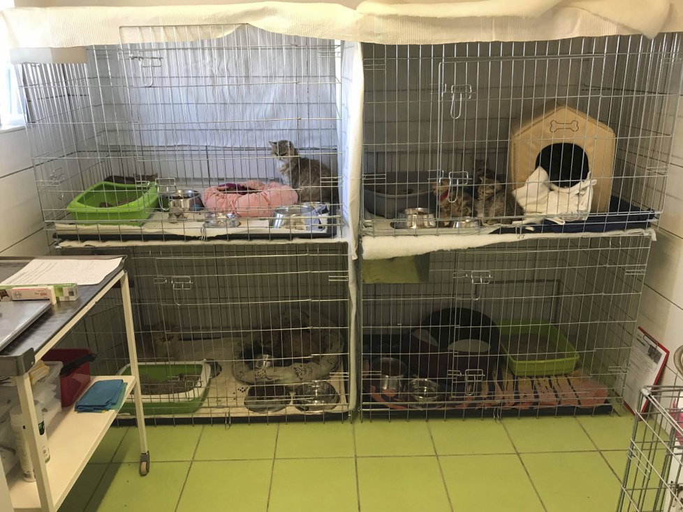 Kočky jsou drženy v karanténě.