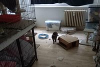 Nechutné týrání zvířat! V pražském bytě živořilo 44 koček, některé zemřely. Chovatele soud obžaloval