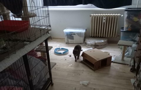 Nechutné týrání zvířat! V pražském bytě živořilo 44 koček, některé zemřely. Chovatele soud obžaloval