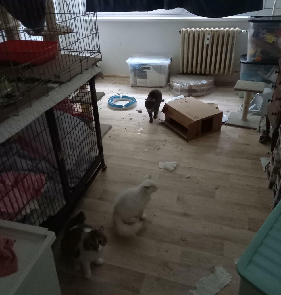 Dvojice chovala v pražském bytě přes čtyřicet koček. Žily v otřesných podmínkách. 
