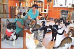 Miroslava Kocurová provozuje v Bohumíně ojedinělý útulek. Ve dvoupokojovém bytě žije s osmdesáti kočkami, kterým zachránila život. Mezi nimi i Lily, kterou majitel restaurace zmrzačil tak, že jí museli amputovat nohu