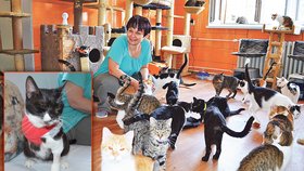 Miroslava Kocurová provozuje v Bohumíně ojedinělý útulek. Ve dvoupokojovém bytě žije s osmdesáti kočkami, kterým zachránila život. Mezi nimi i Lily, kterou majitel restaurace zmrzačil tak, že jí museli amputovat nohu