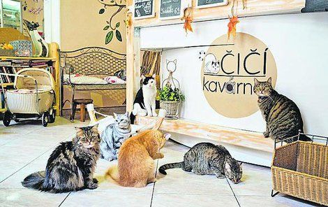 Do kavárny chodí i stálí zákazníci, kteří už kočky znají a mají své oblíbence.