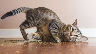 Unikátní fotogalerie: Kočky sjeté kočičím kokainem vykouzlí úsměv každému