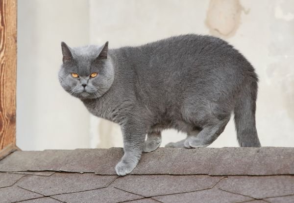 Kocour Tomais se tváří jako pán domu.