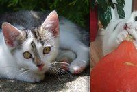 Babetka, Kiki nebo Mišánek: O víkendu budou na výstavě hledat domov desítky koček