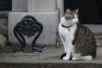 Cameron se loučí s Downing Street. Premiérský kocour Larry ale zůstává