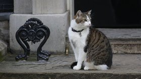 Premierský kocour v  Downing Street zůstává
