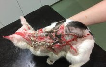 Opařenému Kočínkovi hnisala kůže: Na veterině ho zachránili