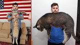 Kočkosaurus Rex: Přerostlý kocour váží 10 kilo!