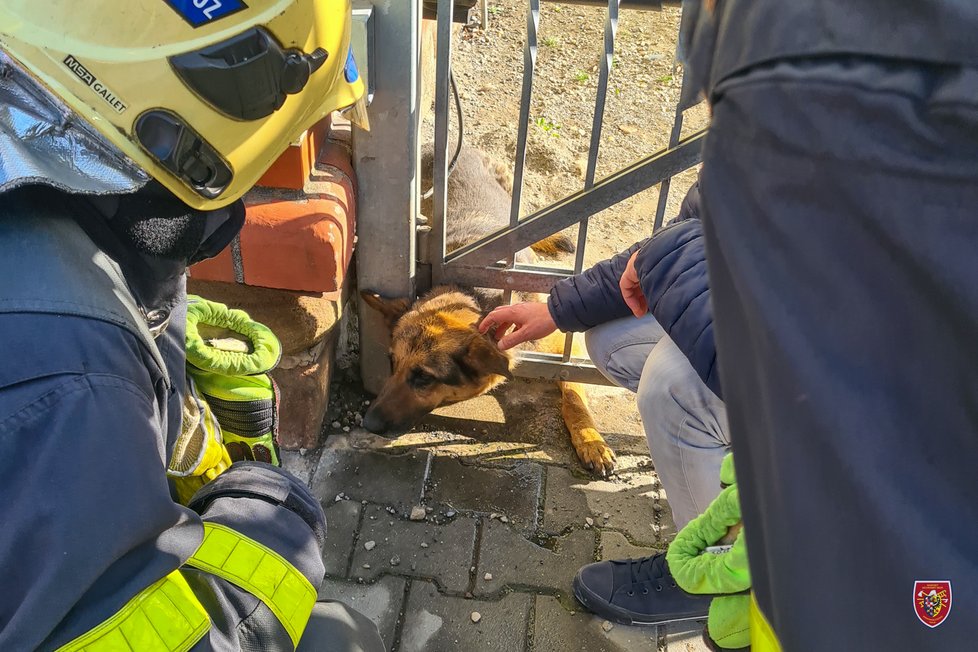 Ve stejný den jako se zachraňoval kočičák v Horní Lomné, hasiči pomáhali v Ostravě fence z hlavou v plotu.