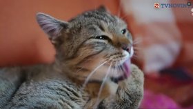 Horská chata v Tatrách musí vystěhovat kočky: Do národního parku nepatří