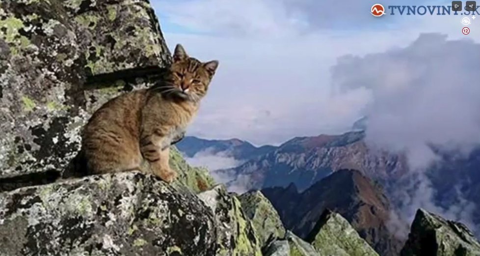 Tatranský kocour se stal hitem internetu. Po jeho neobvyklých výletech po dvoutisícovkách se ho ujal slovenský chatař Viktor.