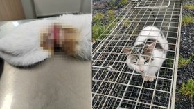 Otřesné týrání malého kocourka: Plastové pásky se mu zařezávaly na břiše do masa