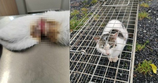 Otřesné týrání malého kocourka: Plastové pásky se mu zařezávaly na břiše do masa