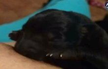 Žena zachraňovala hladovějící štěně: Začala ho kojit z vlastního prsu! 