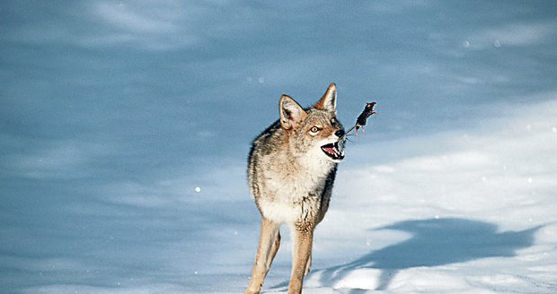 Kojot hraboše chytil do tlamy, ale hlodavec se mu vyškubl a dopadl do měkkého sněhu