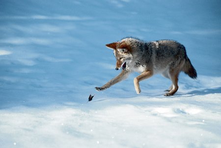 Ani útoky tlapou hrabošovi neublížily, protože ho kojot vždycky jen zatlačil do sněhových závějí