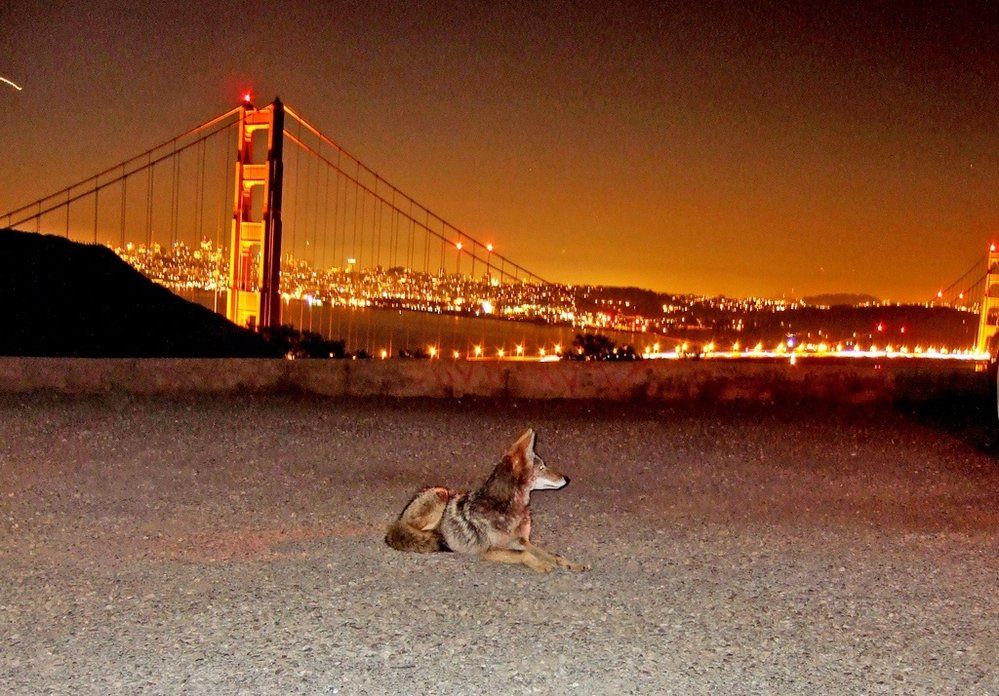 Tenhle kojot se rozhodl omrknout San Francisko