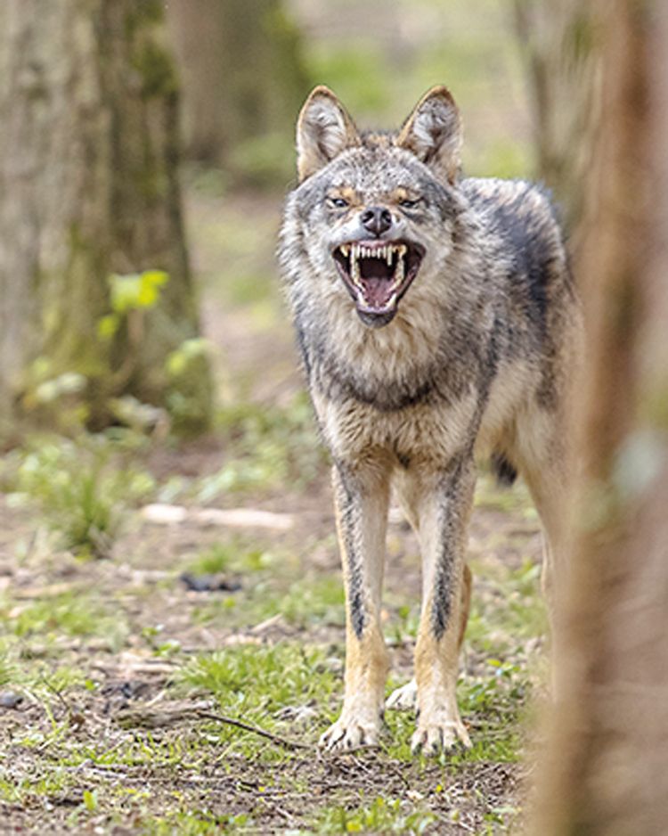 Kojoti se na rozdíl od vlků dokázali 3 vyhýbat otráveným návnadám