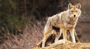 Nejúspěšnější šelma: Jak kojoti ovládli Ameriku