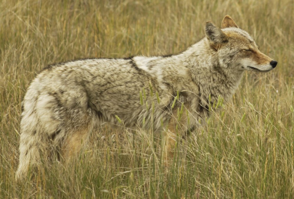 Kojot v trávě