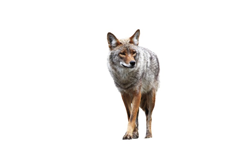 Kojot prérijní (Canis latrans) je psovitá šelma