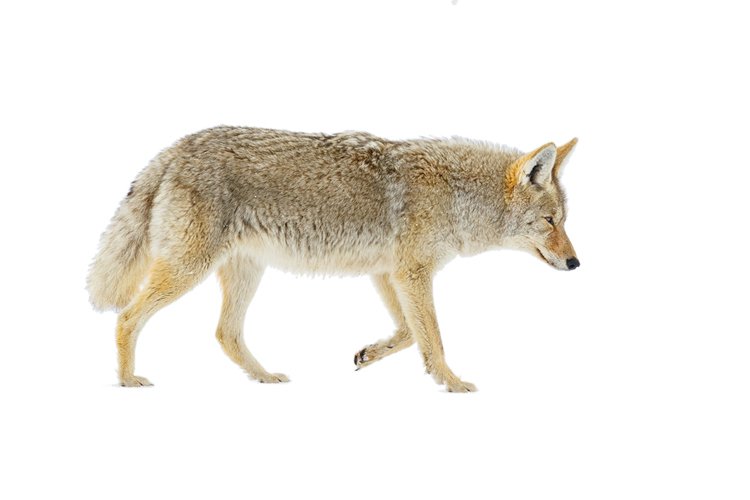 Kojot prérijní (Canis latrans) je psovitá šelma