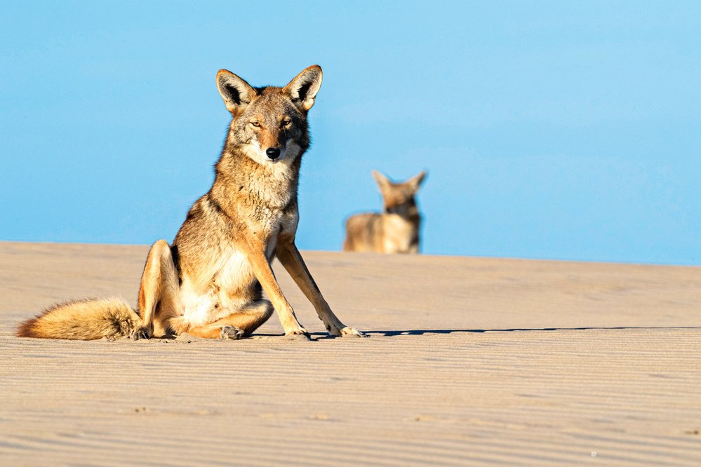Příslušníci rodu Canis (na obrázku kojot) mají podobné genomy, jejich křížení není tedy komplikované