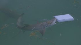 Žraloky fejkové balíky kokainu zajímaly. Šmakuje jim ten opravdový?