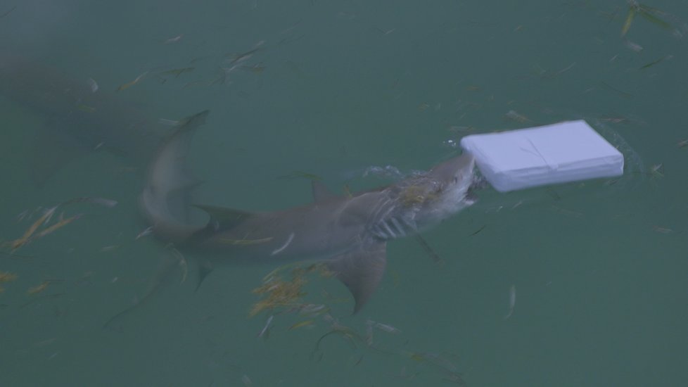 Žraloky „fejkové“ balíky kokainu zajímaly. Šmakuje jim ten opravdový?
